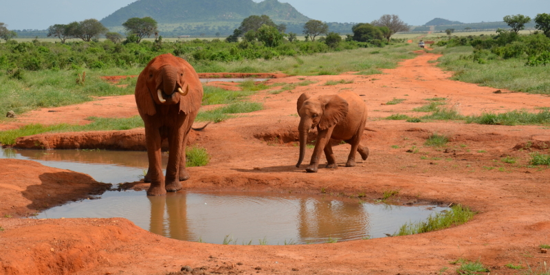 Keňa – Safari